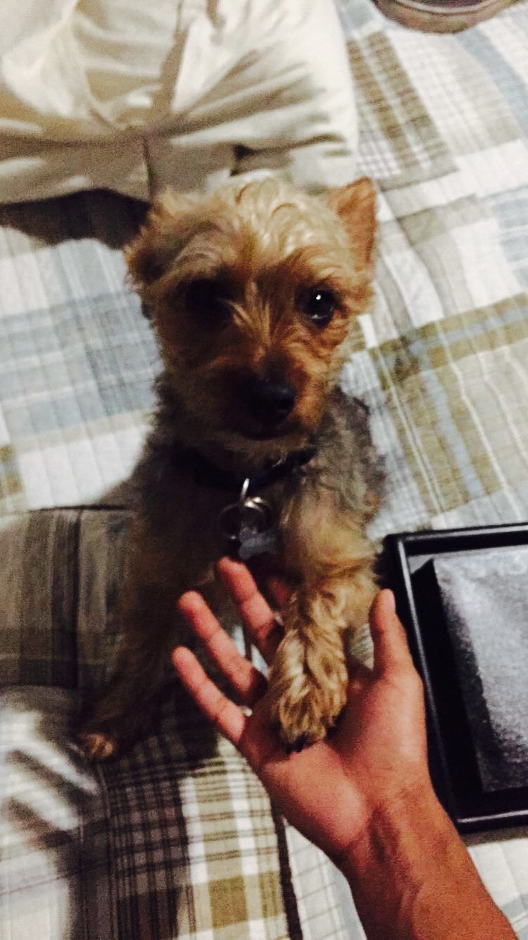 Roscoe, a little yorkie, putting his paw in my hand